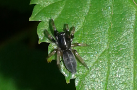 Gnaphosidae: Phaeocedus braccatus, immaturo